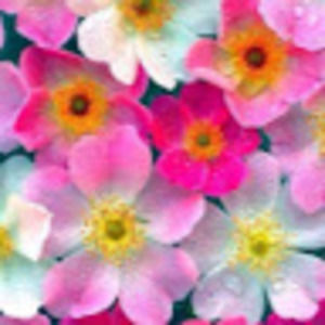 Meet your Posher, Alba